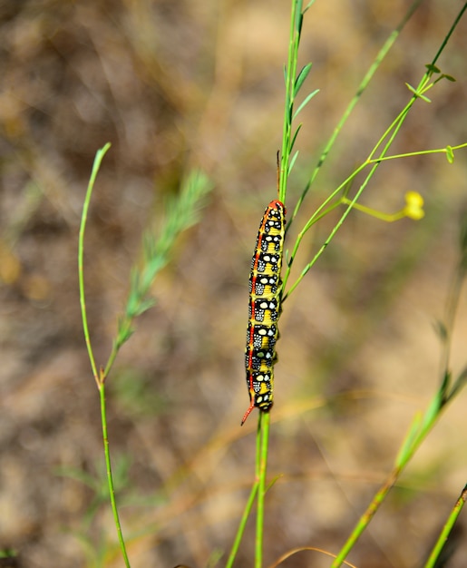 Euphorbiae van Hyles rupsband op een grasspriet