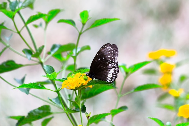 Nucleo di euploea o noto anche come farfalla corvo comune che visita piante da fiore durante la stagione primaverile