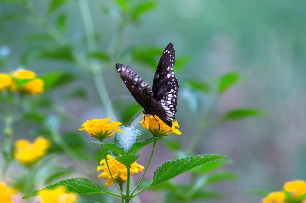 Euploea core or also known as the common crow butterfly visiting flower plants during spring season