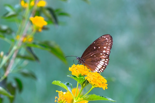 Euploeaコアは素敵な柔らかい背景で花の植物の上に腰掛けている一般的なカラスの蝶