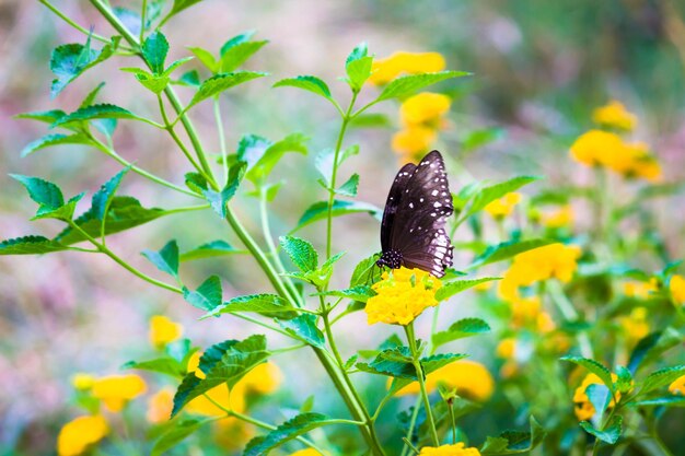 Euploea core the common crow resting on the flower plants during spring season