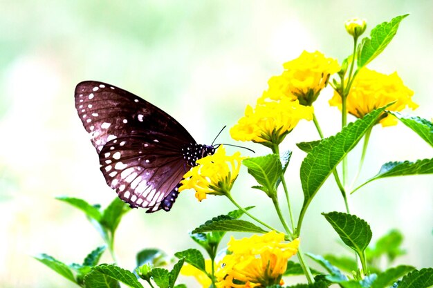 Euploea core the common crow resting on the flower plants during spring season