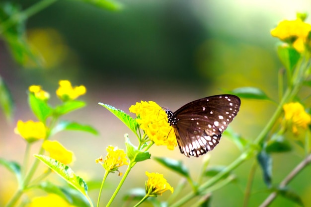 Euploea core the common crow resting on the flower plants during spring season