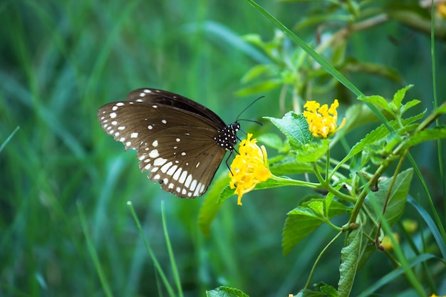 Euploea kern de gewone kraaivlinder neergestreken op de bloemplant