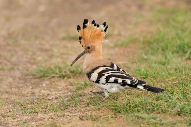 Eurasia Hoopoe or Common Hoopoe Upupa epops