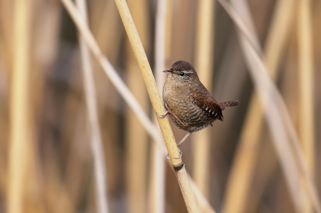 Eurasia wren close-up photo in natural habitat on a thin branch of reed