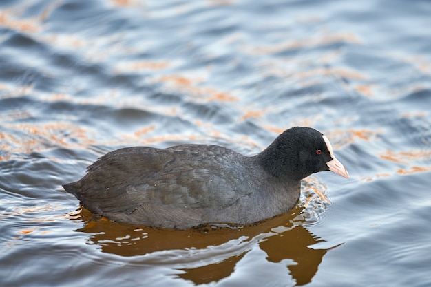 Eurasian or Australian coot, Fulica atra