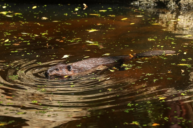 Photo eurasian beaver (castor fiber) swimming in pond with tree leaves on water surface, only head, wet back and submerged tail visible.