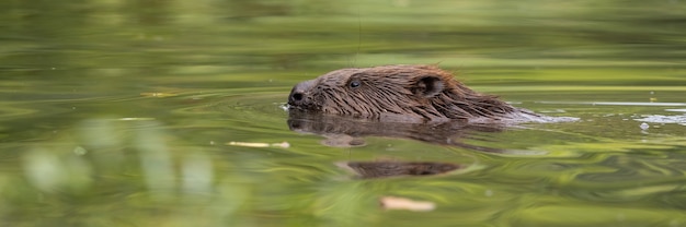 Eurasian beaver swimming in water in springtime nature