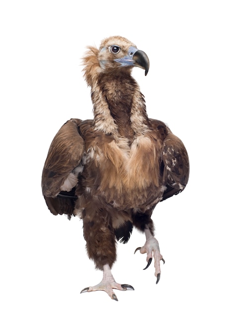 Eurasian Black Vulture, Aegypius monachus, isolated on white