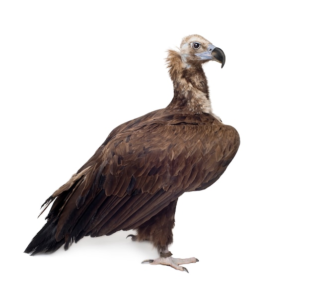 Photo eurasian black vulture, aegypius monachus, isolated on white