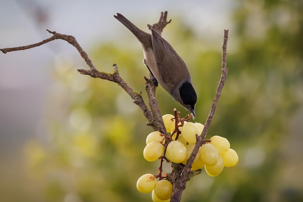 Eurasian blackcap (Sylvia atricapilla). Bird eating grapes.