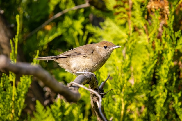 정원에서 Thuja에 유라시아 blackcap