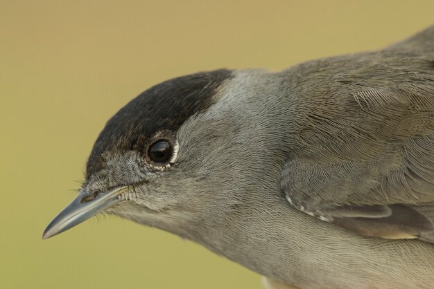 Photo eurasian blackcap!