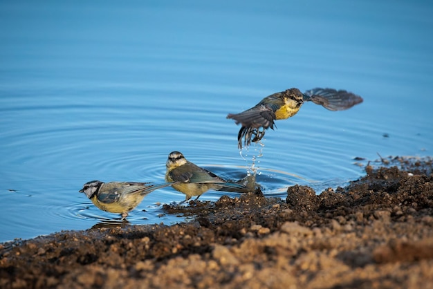 Cinciarella eurasiatica uccelli sulla riva di una laguna