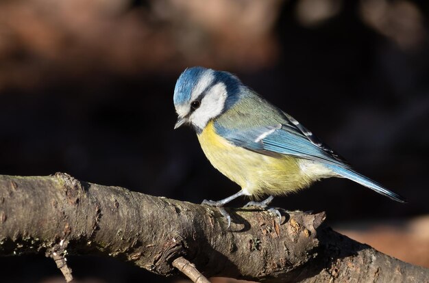 유라시아 푸른 박새 Cyanistes caeruleus 새가 어두운 배경에 나뭇가지에 앉아 있다