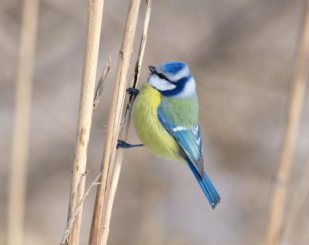 Eurasian blue tit Cyanistes caeruleus A bird sits in a thicket of reeds