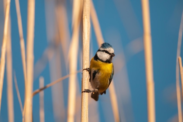 갈대에 있는 유라시아 파란 젖꼭지 Cyanistes caeruleus