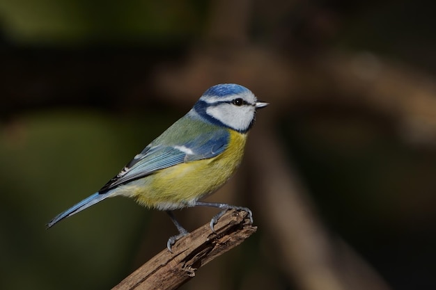 유라시아 푸른 박새 Cyanistes caeruleus