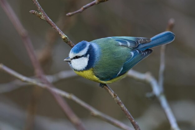 유라시아 푸른 박새 Cyanistes caeruleus