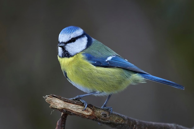 Foto cinciarella eurasiatica cyanistes caeruleus