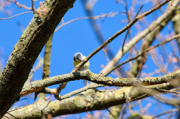 Eurasian blue tit perching on a tree branch against the blue sky on a sunny day
