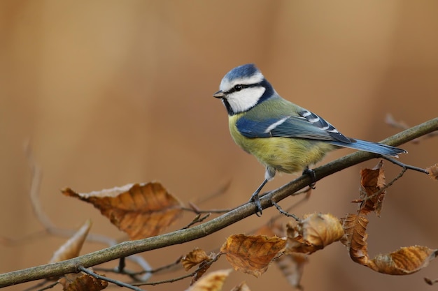 Photo eurasian blue tit sitting on twing in autumn from side