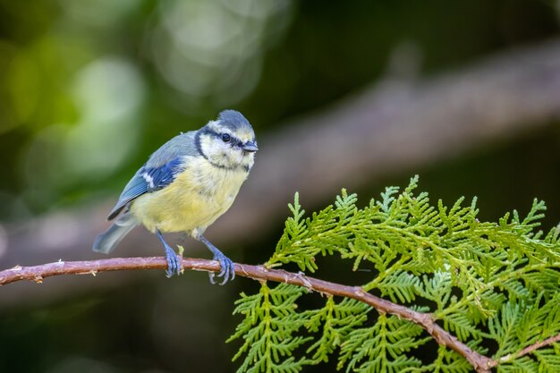 Eurasian blue tit on a thuja branch