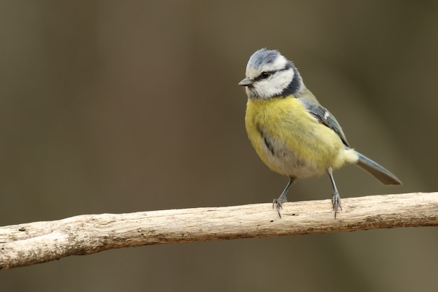 Eurasian blue tit!