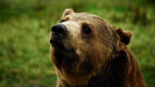 Foto foto variopinta dell'orso bruno eurasiatico