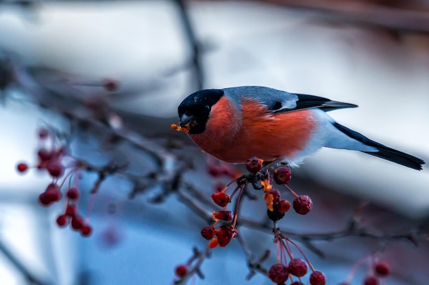 Photo eurasian bullfinch on a branch of a rowan tree eats fruits