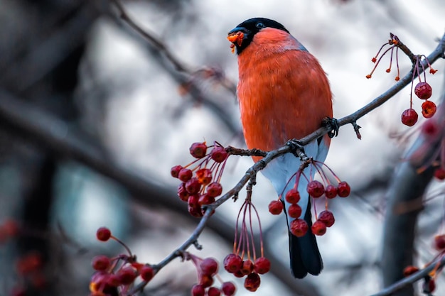 Photo eurasian bullfinch on a branch of a rowan tree eats fruits