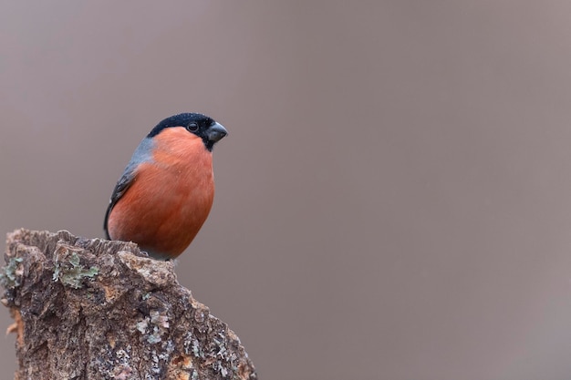 Eurasian bullfinch, common bullfinch or bullfinch (Pyrrhula pyrrhula) Leon, Spain