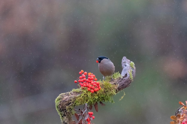 Eurasian bullfinch, common bullfinch or bullfinch (Pyrrhula pyrrhula) Leon, Spain