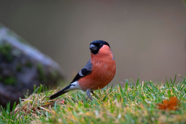 Eurasian bullfinch, common bullfinch or bullfinch (Pyrrhula pyrrhula) Leon, Spain