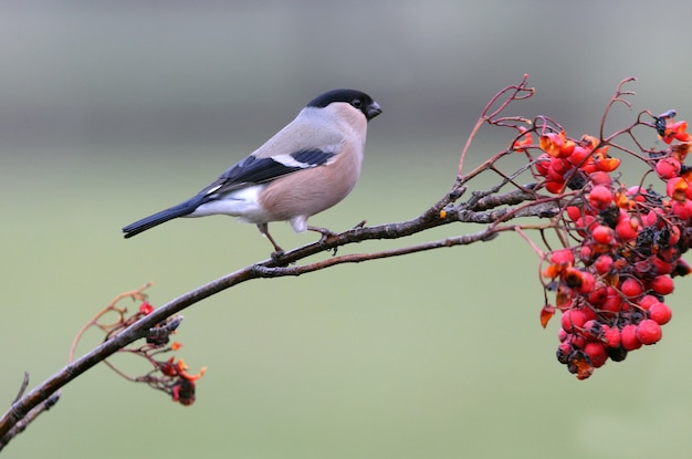 Eurasian bullfinch female with the first light of day