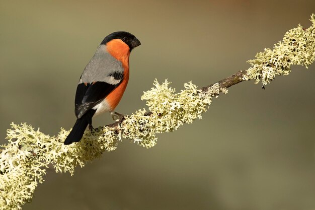 Eurasian bullfinch male in a Eurosiberian forest of oak beech and pine trees at first light of day