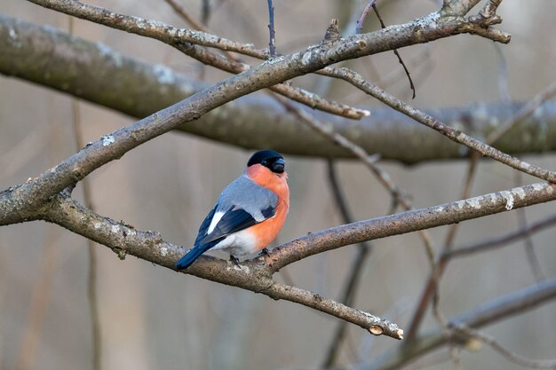 Eurasian Bullfinch (Pyrrhula pyrrhula) on the tree