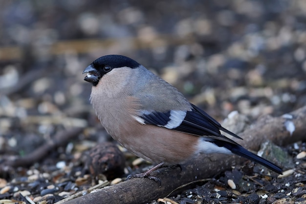 Eurasian bullfinch (Pyrrhula pyrrhula)