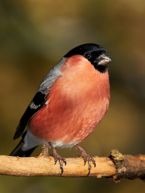 Eurasian bullfinch Pyrrhula pyrrhula