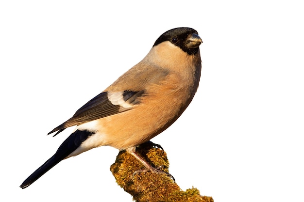 Eurasian bullfinch sitting on mossy branch cut out on blank