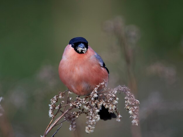 Eurasian bullfinch 