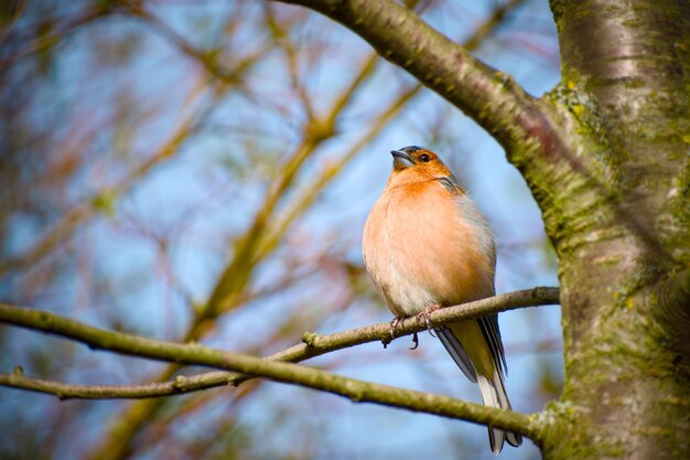 Photo eurasian chaffinch perching on a tree branch closeup