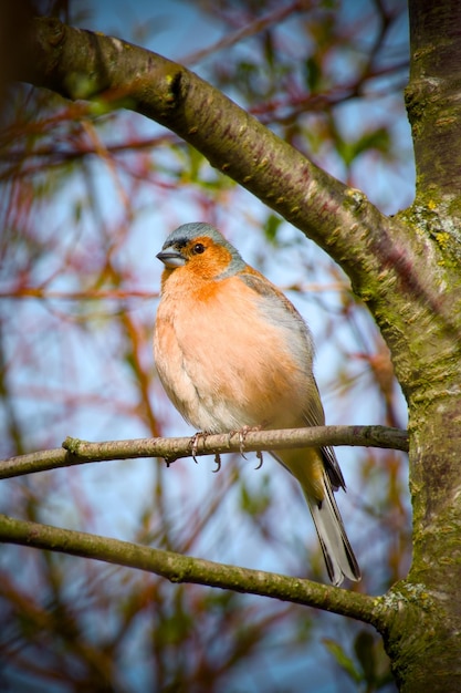 Photo eurasian chaffinch perching on a tree branch closeup