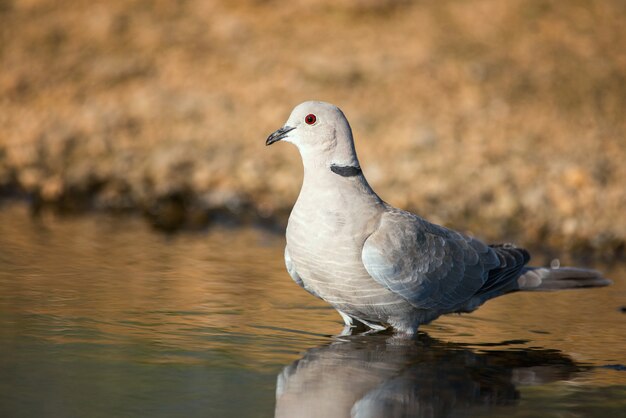 Photo eurasian collared dove stands in the water