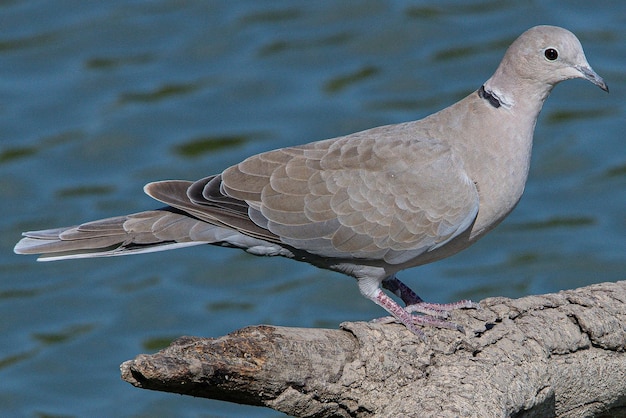 Photo the eurasian collared dove streptopelia decaocto is a dove species native to europe and asia it was introduced to japan north america and islands in the caribbean