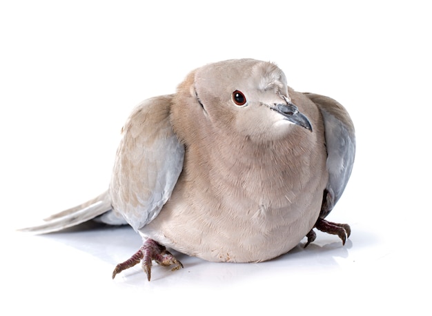 Eurasian collared dove