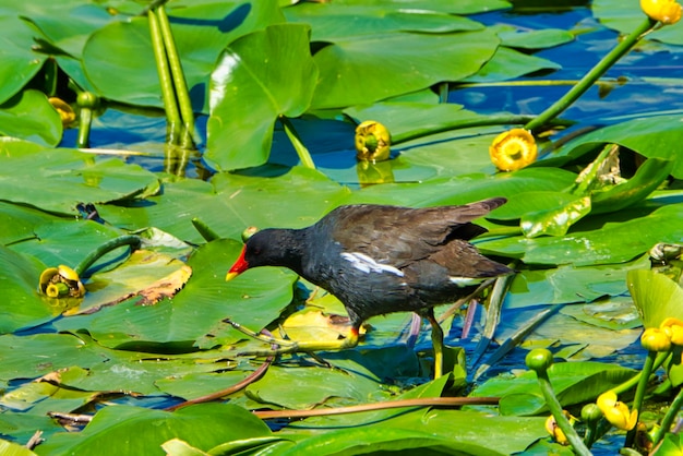 Eurasian common moorhen in sweet water pond on german island heligoland - island dune