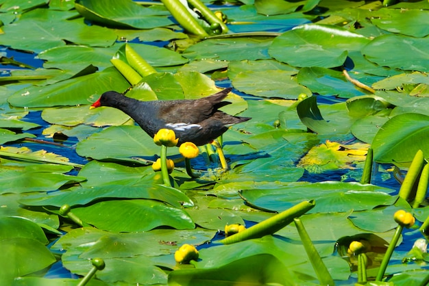 ドイツの島ヘルゴラントの甘い水の池のユーラシアバン