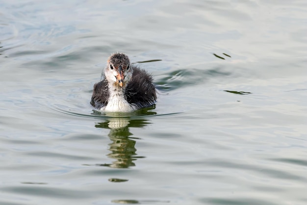 写真 オオバン（fulica atra）水泳